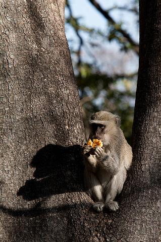068 Okavango Delta, dief in het camp.jpg
